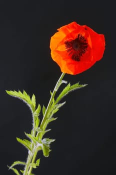 Corn poppy