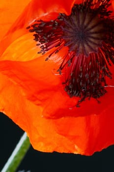 Corn poppy