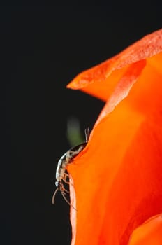 Common earwig on poppy blossom
