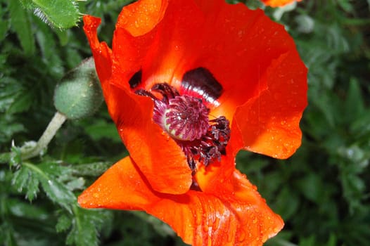 poppy seeds again
