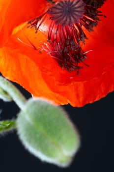 Poppy development