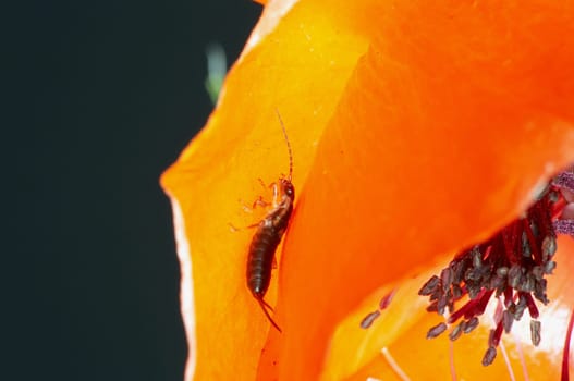 Common earwig on poppy blossom
