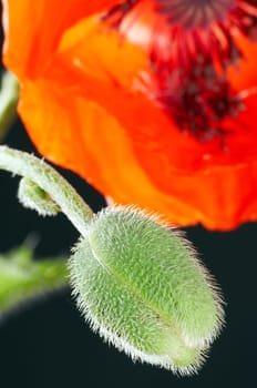 Poppy development