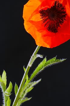 Corn poppy