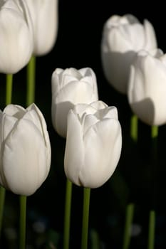 White tulips