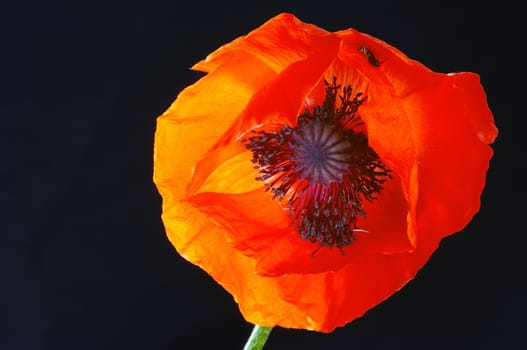 Poppy with ear pincher