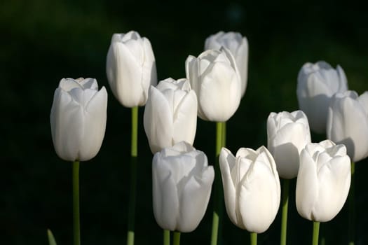 White tulips