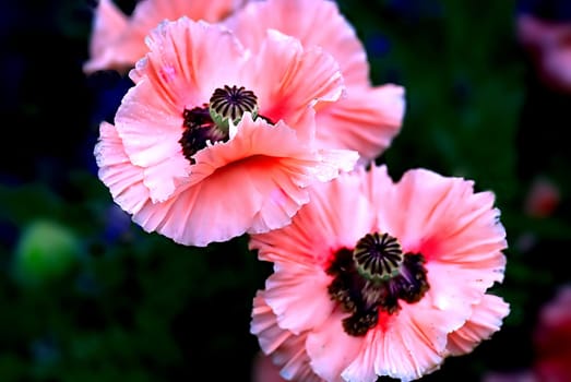Pink poppy