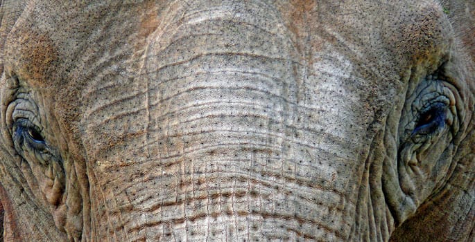 (Asian elephant)