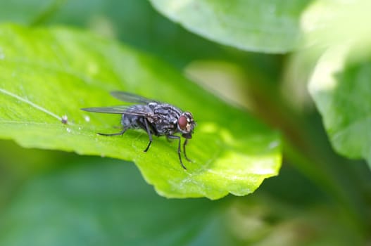 True meat fly - Sarcophaga carnari