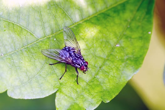 True meat fly - Sarcophaga carnari