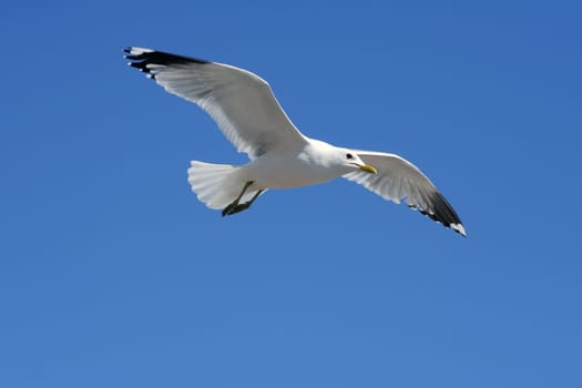 Gull