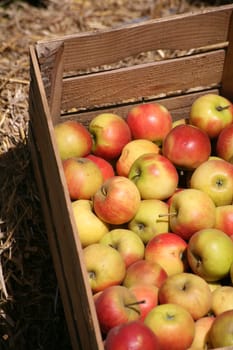 Apples without (New York)
