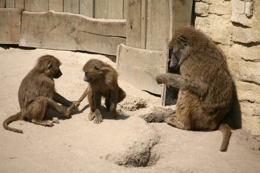 Anus bisbaboons