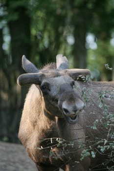 Bull with antler stumps