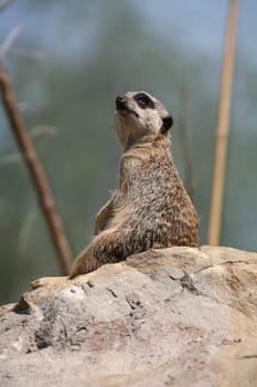 Meerkat