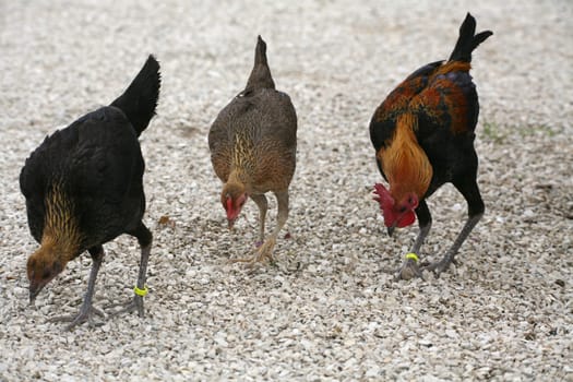 Chicken trio