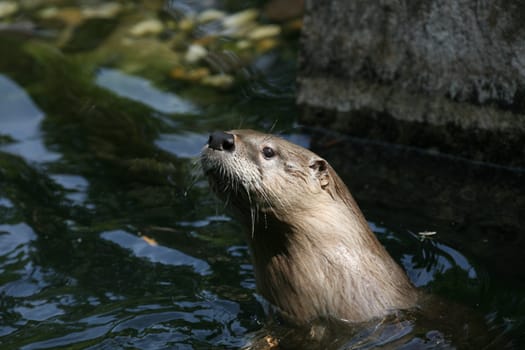 Canadian or North American otter