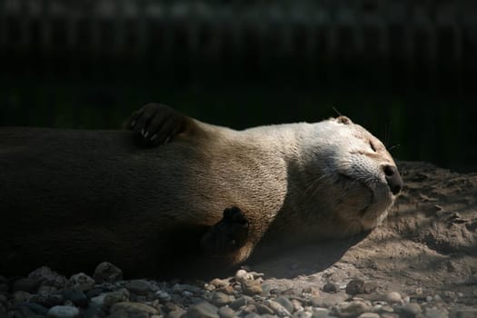 Canadian otter