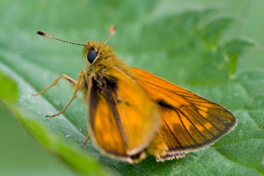 Large skipper