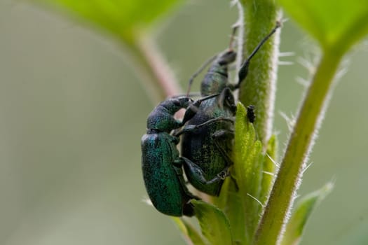 Green weevil mating 2