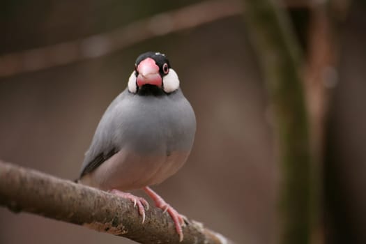 Java sparrow