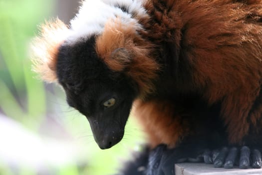 Red Vari