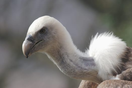 Griffon vulture