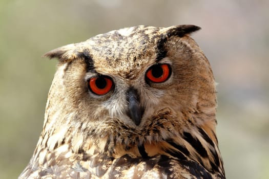 Eagle owl