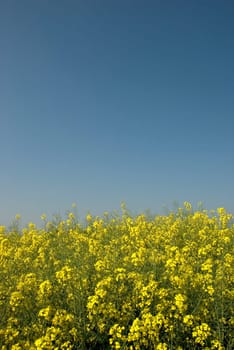 Rapeseed flowers