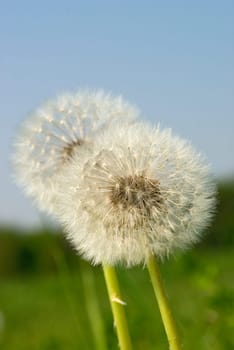 white dandelion