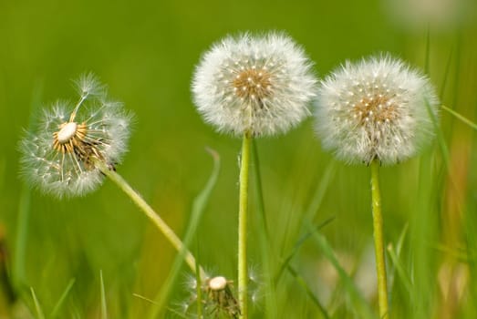 Dandelion white