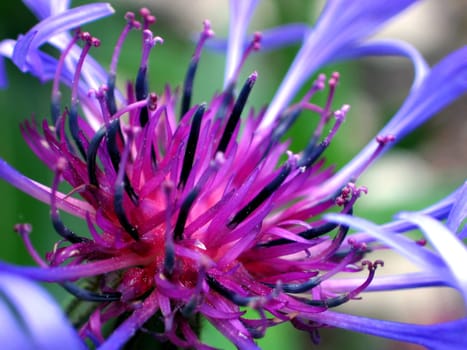 Mountain flake flower