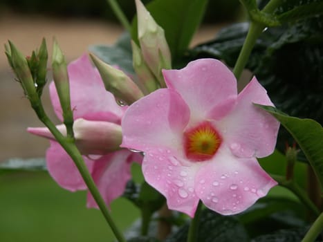 Sundaville in the rain