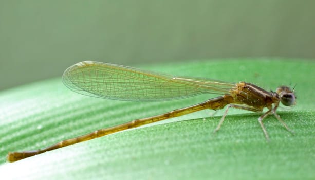 This little dragonfly completed its metamorphosis at our balcony pond 20 minutes ago. :)