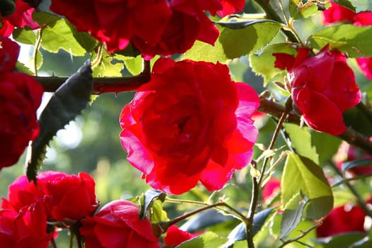 Red Roses