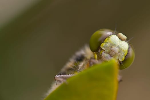 Head of a four-spotted dragonfly