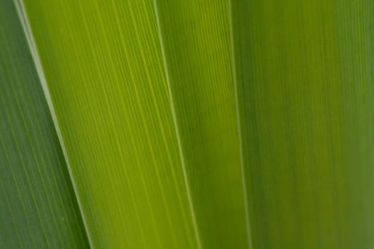 The color green