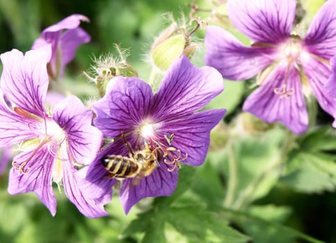 Cranesbill,Gernium with bee