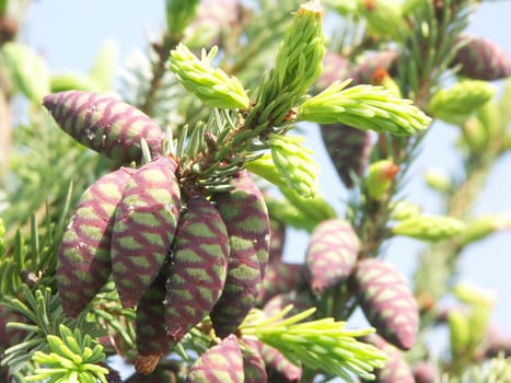Serbian spruce,Picea omorika