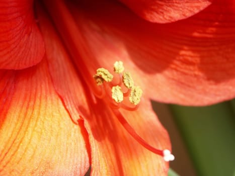 Knight's Star,Armaryllis