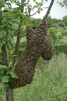Honeybees