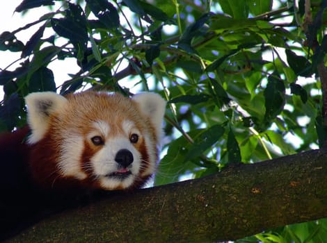 Red panda