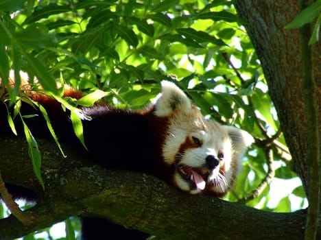 Heated Little Panda