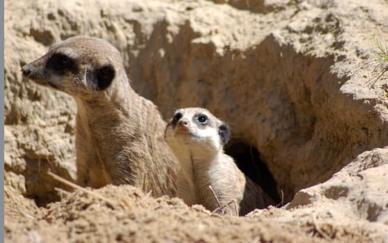 Meerkats on the lookout
