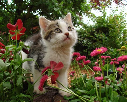 curious