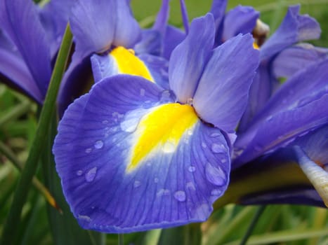 Iris