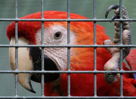 Captivity