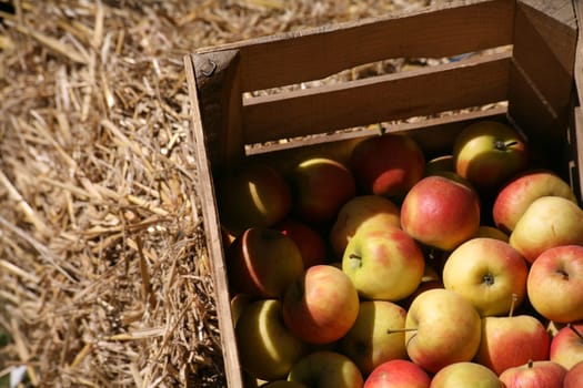 Apples without (New York)