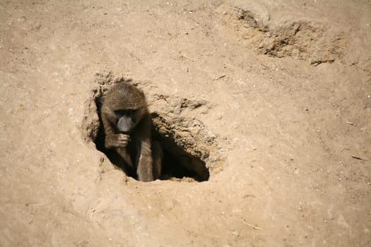 Olive baboon